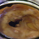 goopiness Look at that Scoby!