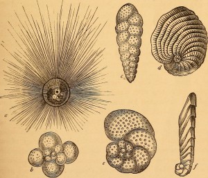 ForaminiferaShells